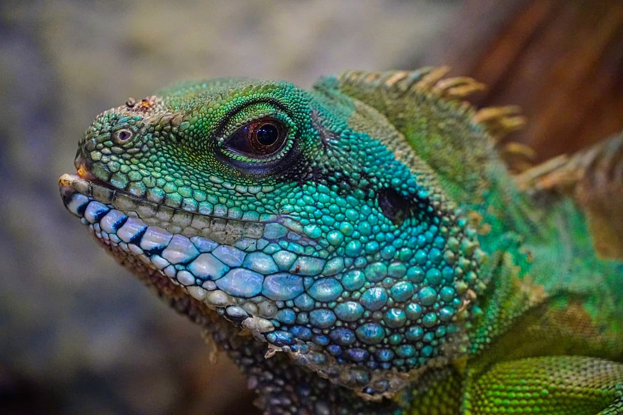 image of exotic animals, care, beginners 